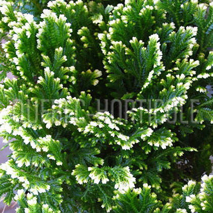 image de Selaginella martensii Variegata (Frosty Fern)