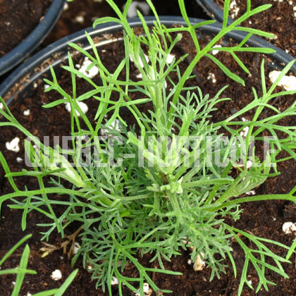 image de Artemisia abrotanum var. maritima 