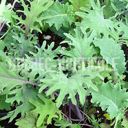 image de Brassica SimplySalad Storm Mix
