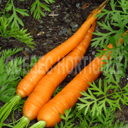 image de Daucus carota 