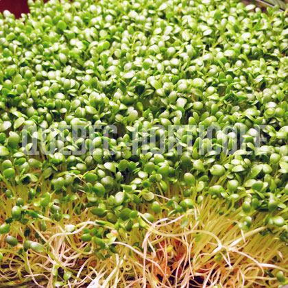 image de Trifolium rubens (pousses) 