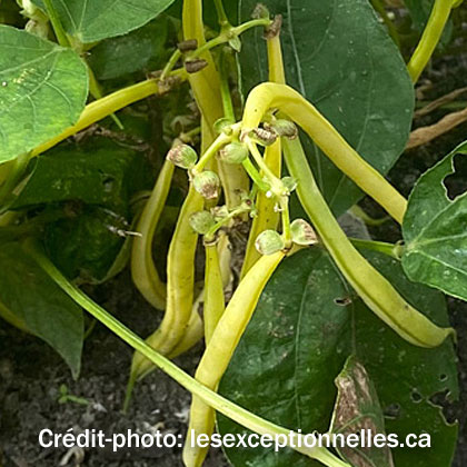 image de Phaseolus vulgaris Amarillo