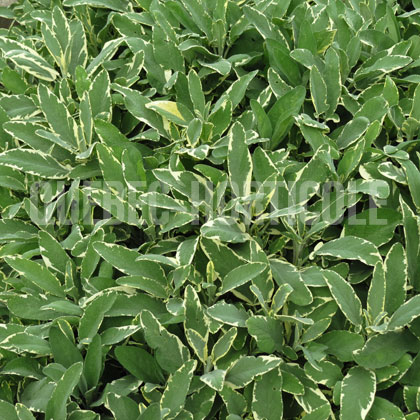 image de Salvia officinalis La Crema