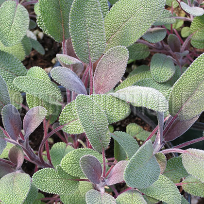 image de Salvia officinalis Purpurascens