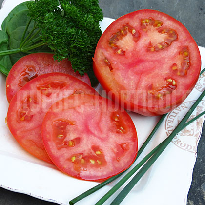 image de Solanum lycopersicum Celebrity