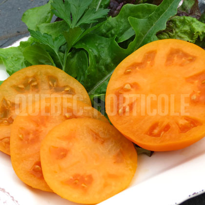 image de Solanum lycopersicum Chef's Choice Orange