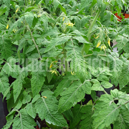image de Solanum lycopersicum Megabite