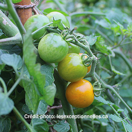 image de Solanum lycopersicum Orangeto