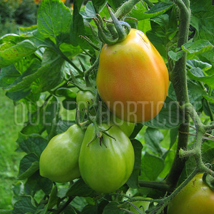 image de Solanum lycopersicum Roma