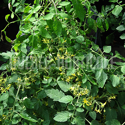 image de Solanum lycopersicum Tumbler