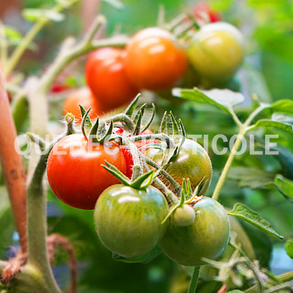 image de Solanum lycopersicum Tumbler