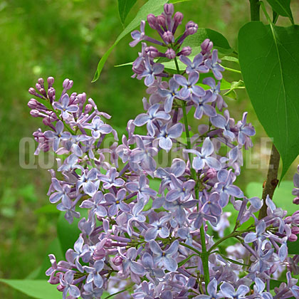 image de Syringa Amethyst Purple