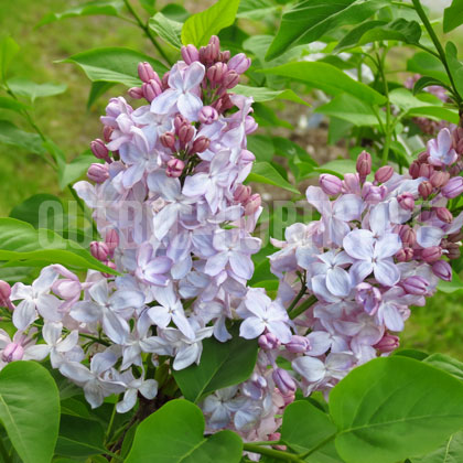image de Syringa x hyacinthiflora Blanche Sweet