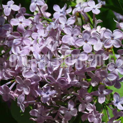 image de Syringa x hyacinthiflora Campsie