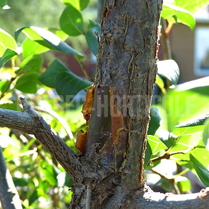 image de Syringa reticulata subsp. pekinensis Copper Curls