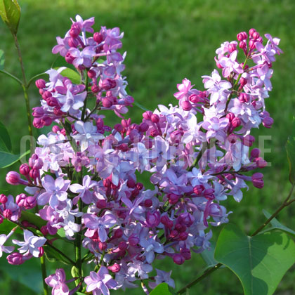 image de Syringa x hyacinthiflora Evangeline