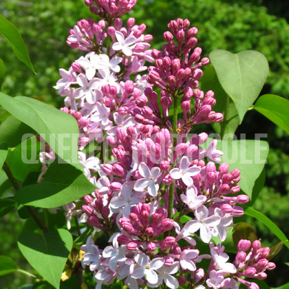 image de Syringa x hyacinthiflora Fraser