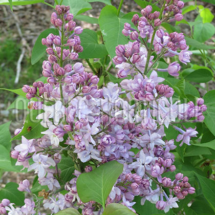 image de Syringa x hyacinthiflora Jewel