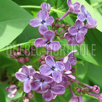 image de Syringa x hyacinthiflora Kivi Ats