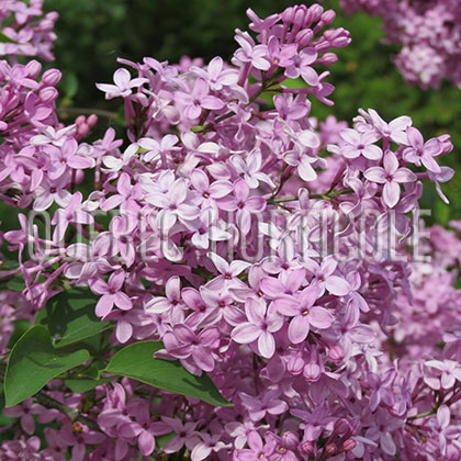 image de Syringa x chinensis Lilac Sunday