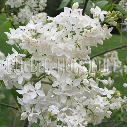 image de Syringa x hyacinthiflora Mount Baker