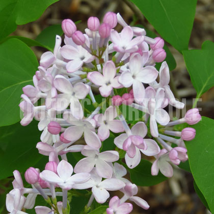 image de Syringa x hyacinthiflora Necker