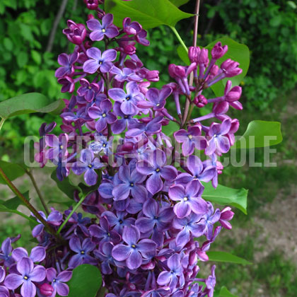 image de Syringa x hyacinthiflora Old Glory