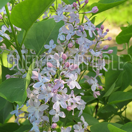image de Syringa x hyacinthiflora Peggy