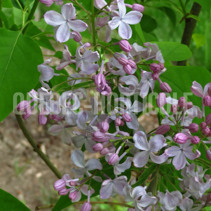 image de Syringa x hyacinthiflora Scotia