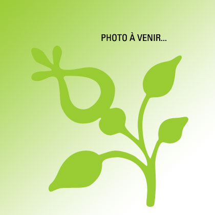 image de Lavandula angustifolia Platinum Blonde