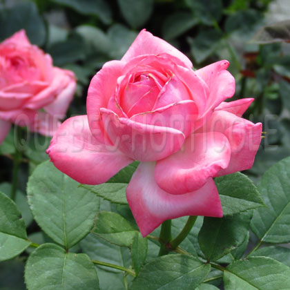 image de Rosa Canada Blooms