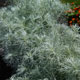 image de Artemisia mauiensis
