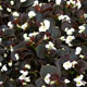 image de Begonia semperflorens