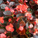 image de Begonia semperflorens