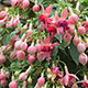 image de Fuchsia x hybrida