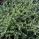 image de Helichrysum petiolare