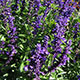 image de Salvia farinacea