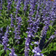 image de Salvia farinacea