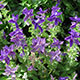 image de Salvia horminum série