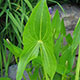 image de Sagittaria latifolia