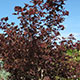 image de Physocarpus 'Coppertina' sur tige