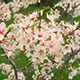 image de Prunus nigra