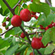 image de Prunus nigra