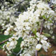 image de Prunus