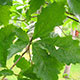 image de Quercus bicolor