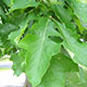 image de Quercus macrocarpa