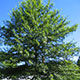 image de Quercus palustris