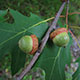 image de Quercus rubra