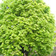 image de Acer platanoides