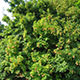 image de Acer tataricum subsp. ginnala